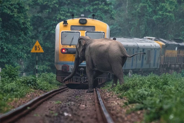 Eight elephants killed 