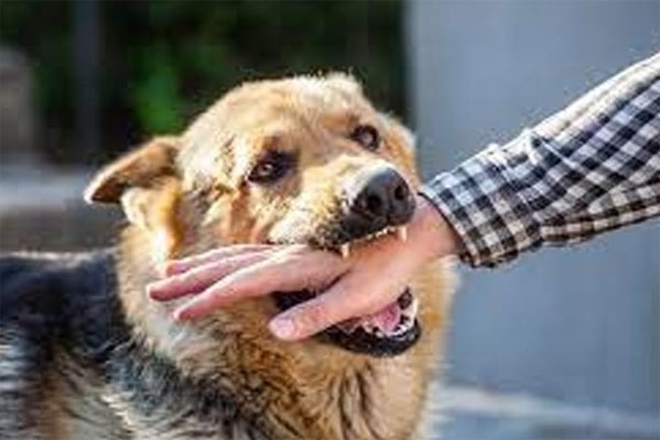 stray dogs, dog attacks, dog bite cases, Gondi,