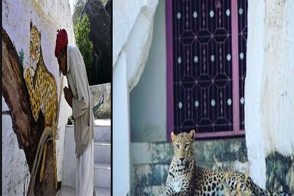 Beda village leopards,