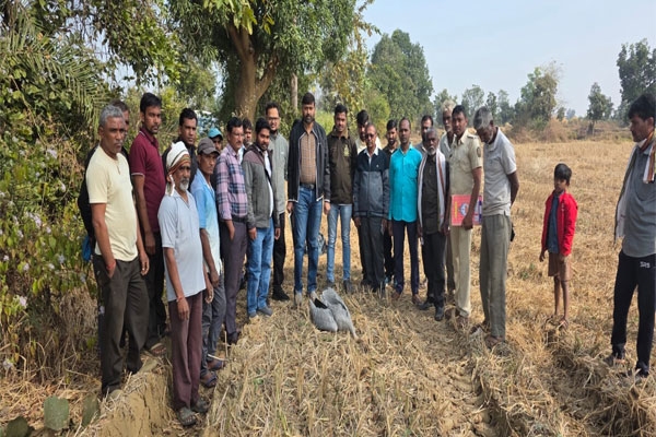 Gondia, Panjra, Juvenile Crane, Bird Death,