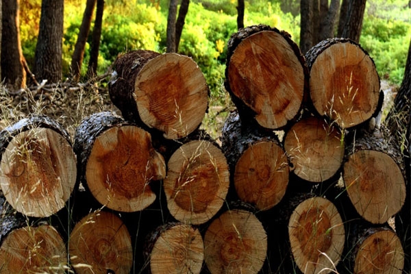 Timber e-auction scam