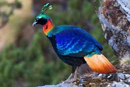 सर्वांगसुंदर मोनाल पक्षी