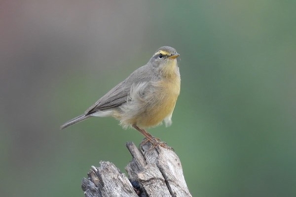 सल्फर बेलीड वार्बलर