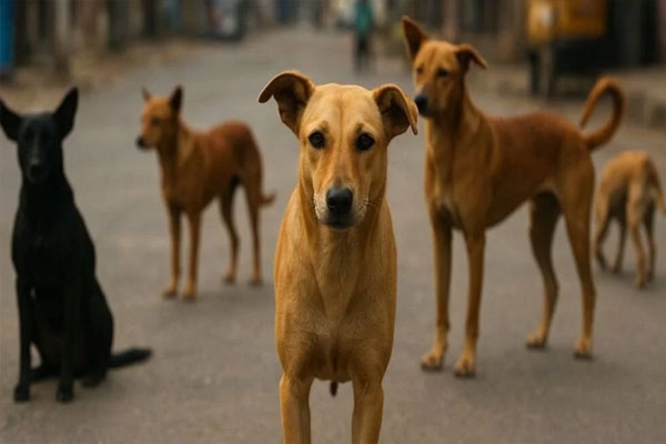 dog स्ट्रीट