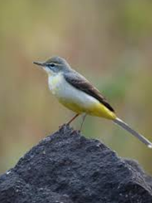 wagtail