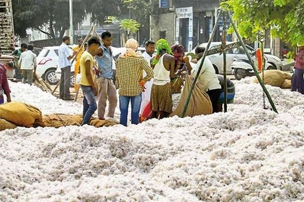 cotton prices