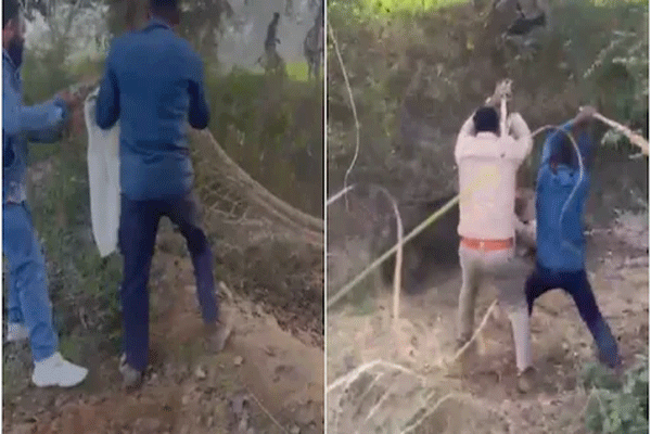 wild-boar-attack-on-police-inspector