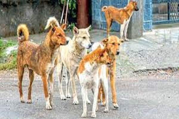 Karanja Lad stray dog sterilization drive