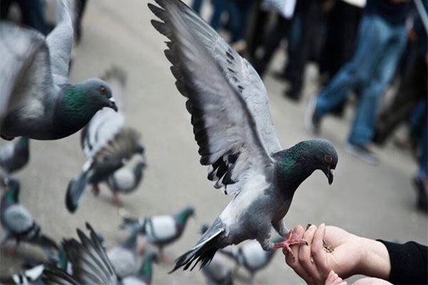 Mumbai pigeon feeding fine 
