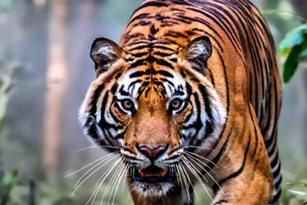TIGRESS