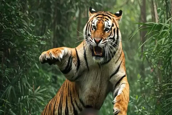 tiger attack