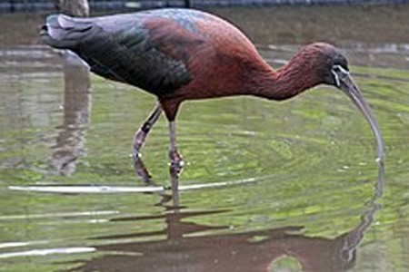 कैकर आणि कंकर