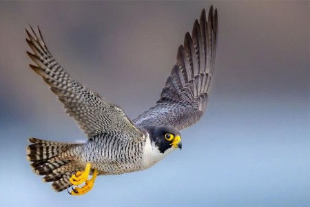 हवेत वीजेसारखी झेप! ताशी २९० किमी वेगाचा ‘पेरेग्रीन फाल्कन’ नांदूरमध्यमेश्वर अभयारण्यात दाखल