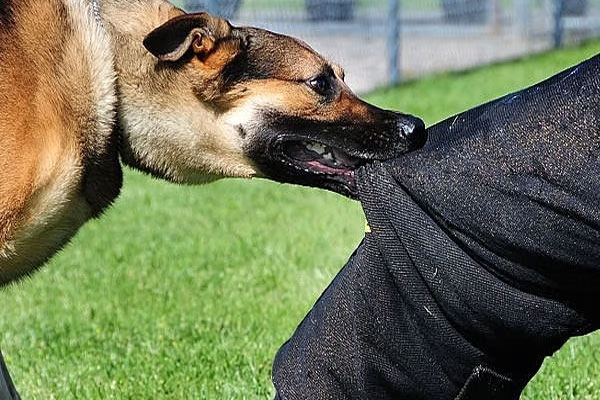 rabid dog attack Kolhapur