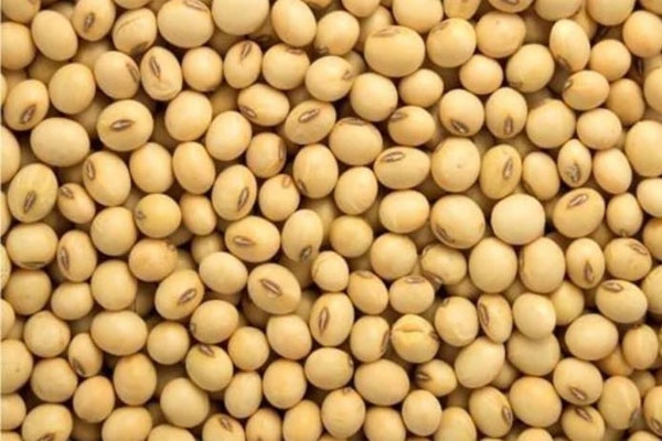 Soybean procurement issue Manora