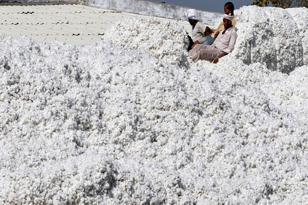 Ralegaon cotton rate 