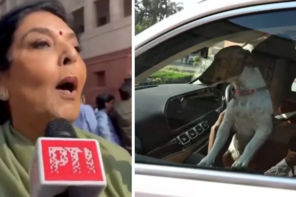 paralment in dog paralment in dog