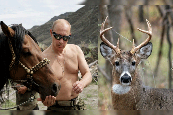 putins-fitness-is-in-the-blood-of-siberian-deer