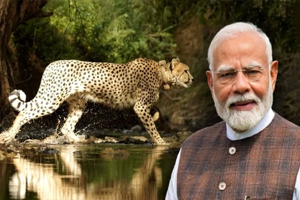 modi on cheetah day