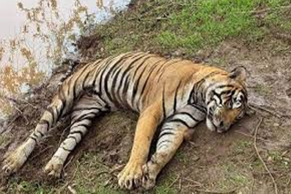 ranichi baug tiger death
