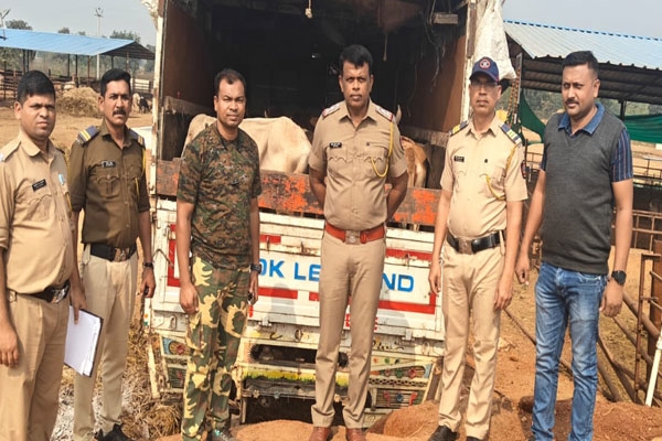 illegal cattle transport