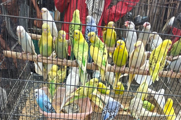 Nagpur wildlife trade, Lakadganj illegal animal sale, wildlife protection act 1972, Prevention of Cruelty to Animals Act 1960, Pet Shop Rules 2018, public interest litigation, endangered species, bird trade, animal cruelty, Nagpur High Court notice, rehabilitation of animals, Maharashtra wildlife enforcement