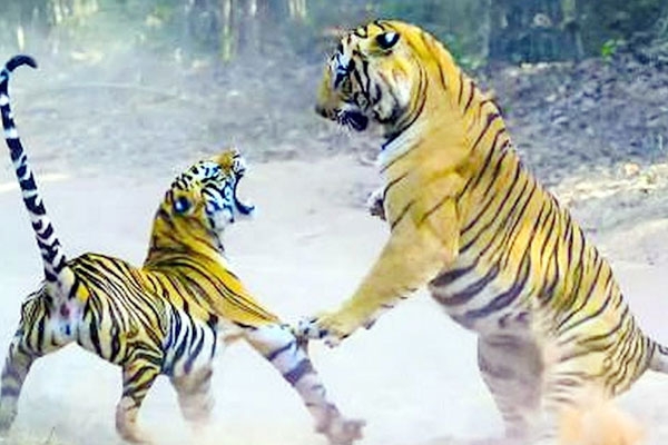  Gondia tiger conflict
