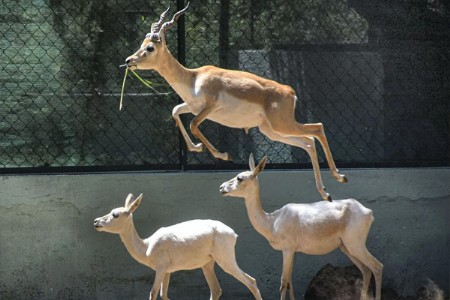 एका गूढ आजाराने १० काळवीटांचा मृत्यू!