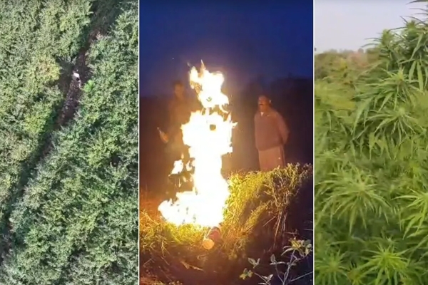 गांजा लागवड 