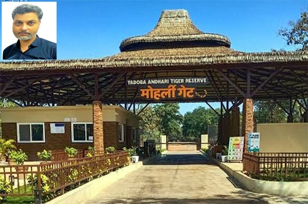 tatr-moharli-tadoba-tiger