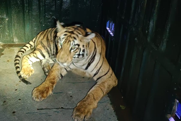 ताडोबा टायगर 