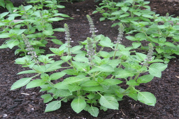 tulsi