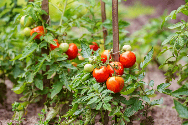 Vegetable garden at home in summer