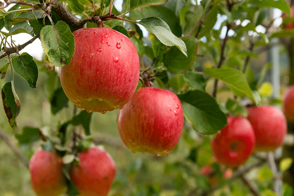 Successful apple cultivation 