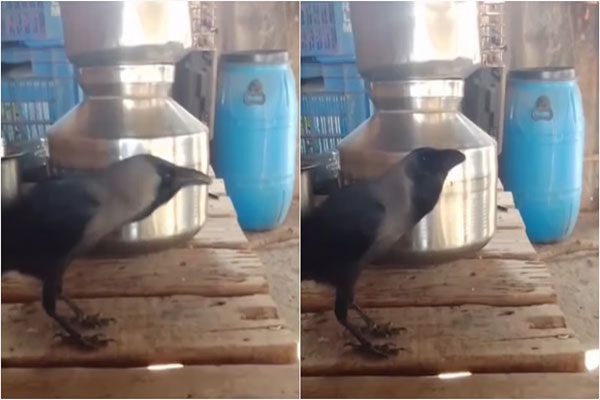 Marathi speaking crow