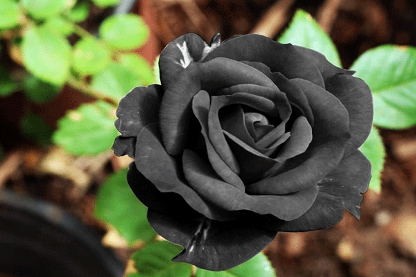 Black Rose