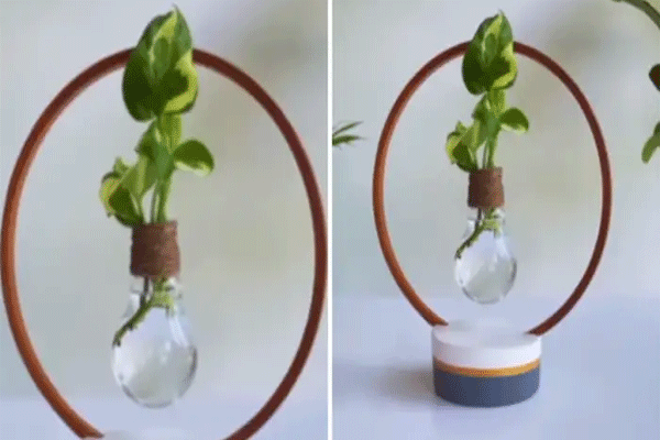 Money plant 