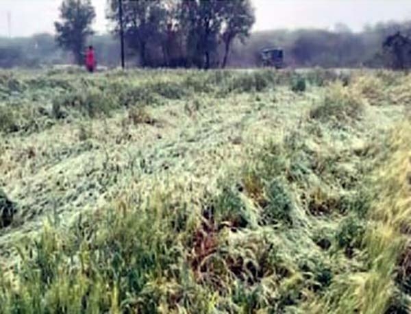 Buldhana-rain-farmers touble 