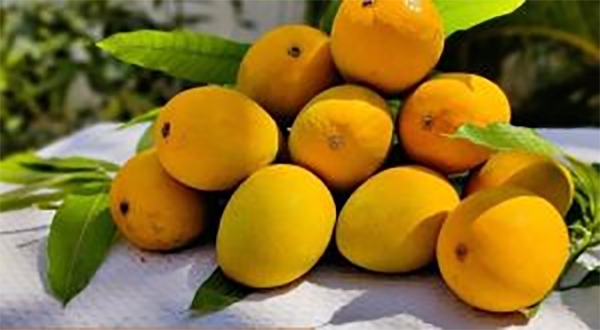 mangoes-Nagpur-Kalmana
