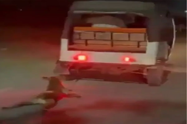 dog tied to auto and dragged