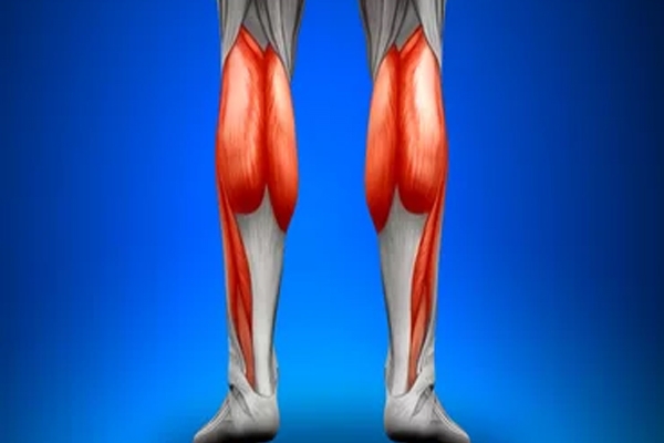 Calf Muscles