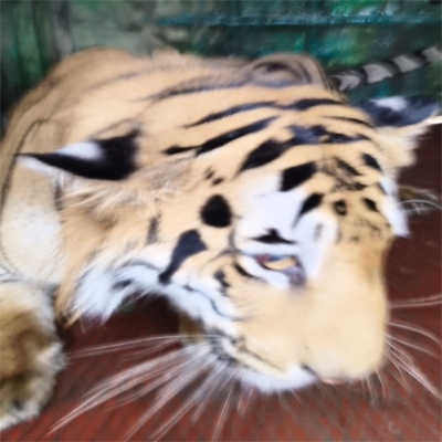 Tiger captured