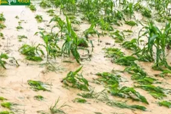 अवकाळीने मशागतीचे Farmers suffer huge crop losses - Tarun Bharat Nagpur