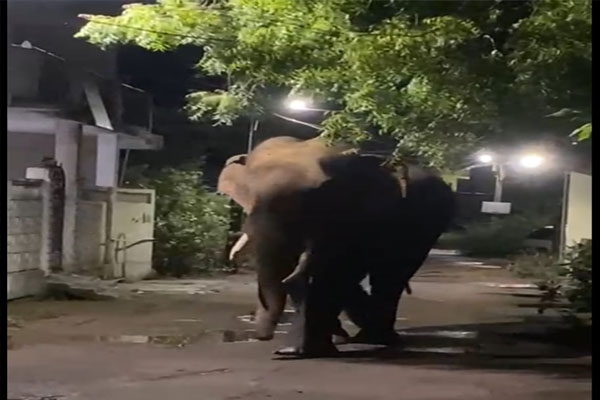 Elephants in Gadchiroli