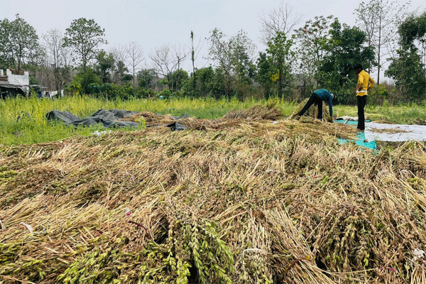 Crop damage in Hazare Hatter during Kharif and Rabi seasons