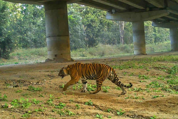 animal underpass