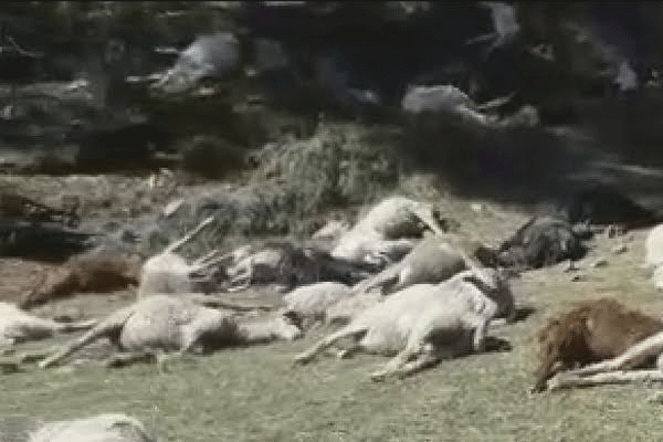 17 goats and sheep die after being struck by lightning in Shelapur Shivara