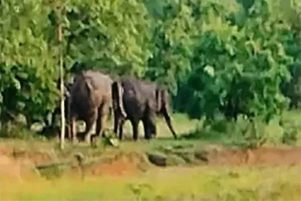 ओडिशातून आलेल्या टस्कर हत्तींचा कहर