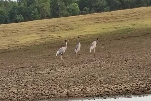 Stork bird Stork bird
