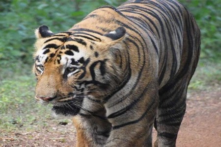 वाघाच्या हल्ल्यात युवक जखमी